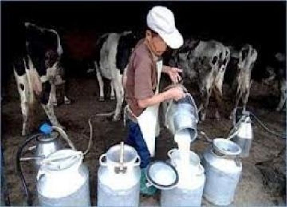 الحليب «غالي» .. و(البقر» مكلف
