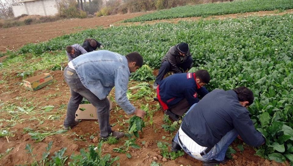 الرقة: الفلاحون والعاملون في الدولة على شفا &laquo;الهاوية&raquo;؟