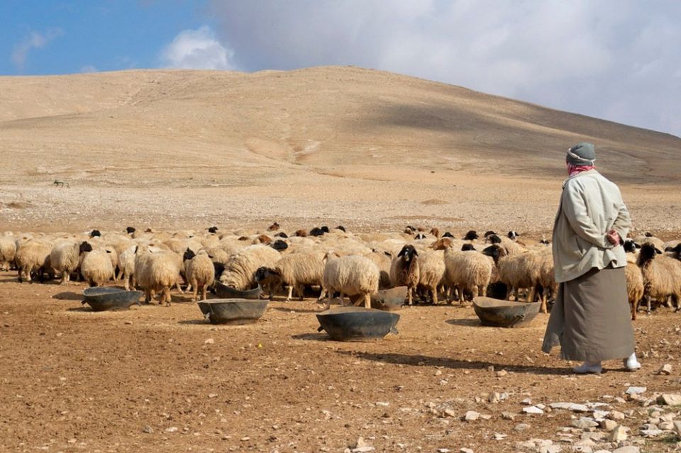 تصدير الأغنام يشعل أسعار اللحوم... والمواطن يدفع الثمن