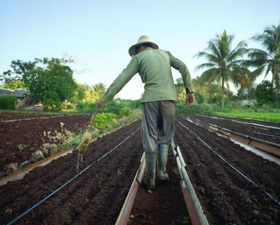 الزراعة البيئية في كوبا: مفتاح الاستدامة