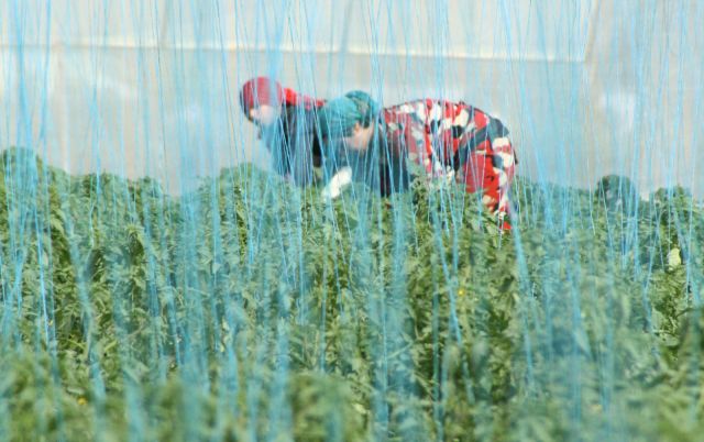 3% قروض للفلاحين... المصرف الزراعي ممول عام أم وسيط فقط!