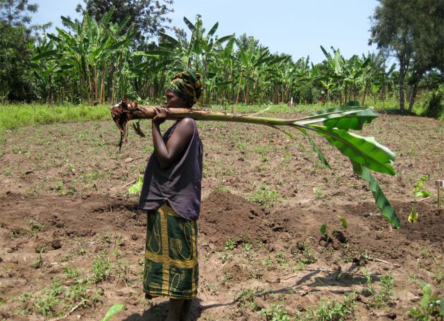 الموز مات مرّة، دعونا لا نقتله من جديد...