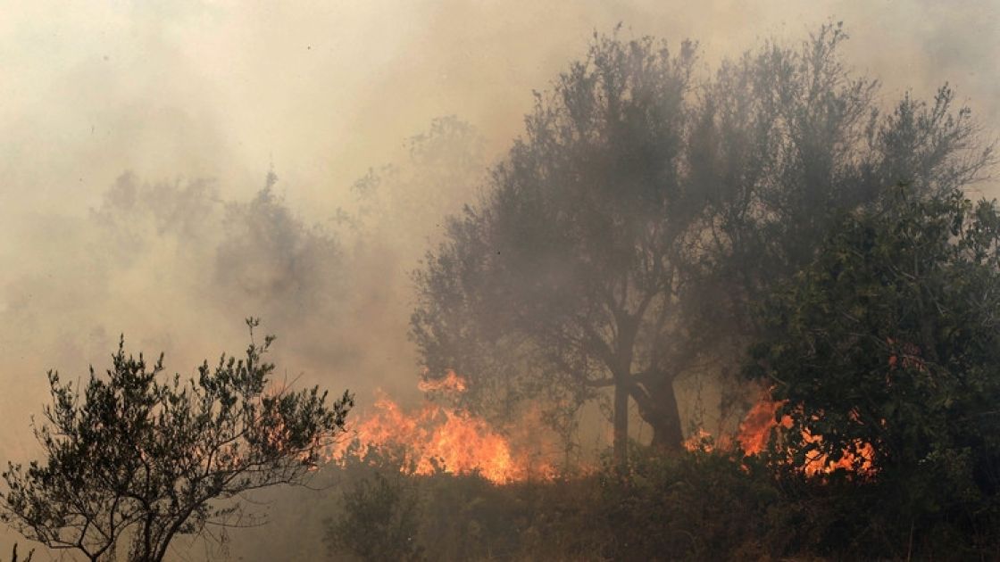 «الجاني المجهول» أحرق ملايين الأشجار وعشرات الآلاف من الهكتارات؟!