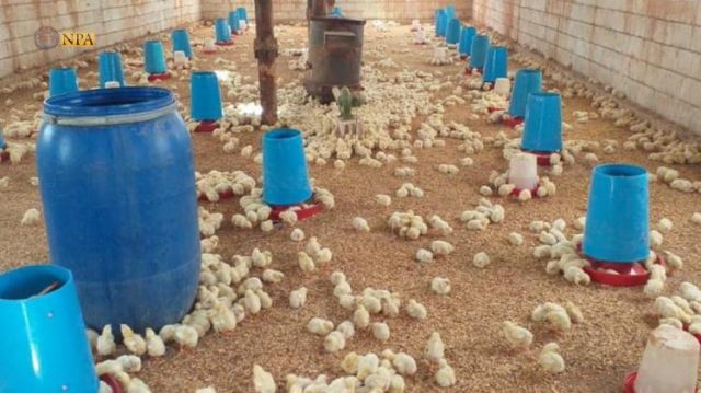 رغم جوع السوريين: الحكومة تصرّ على تصدير مليوني صوص على شهرين!