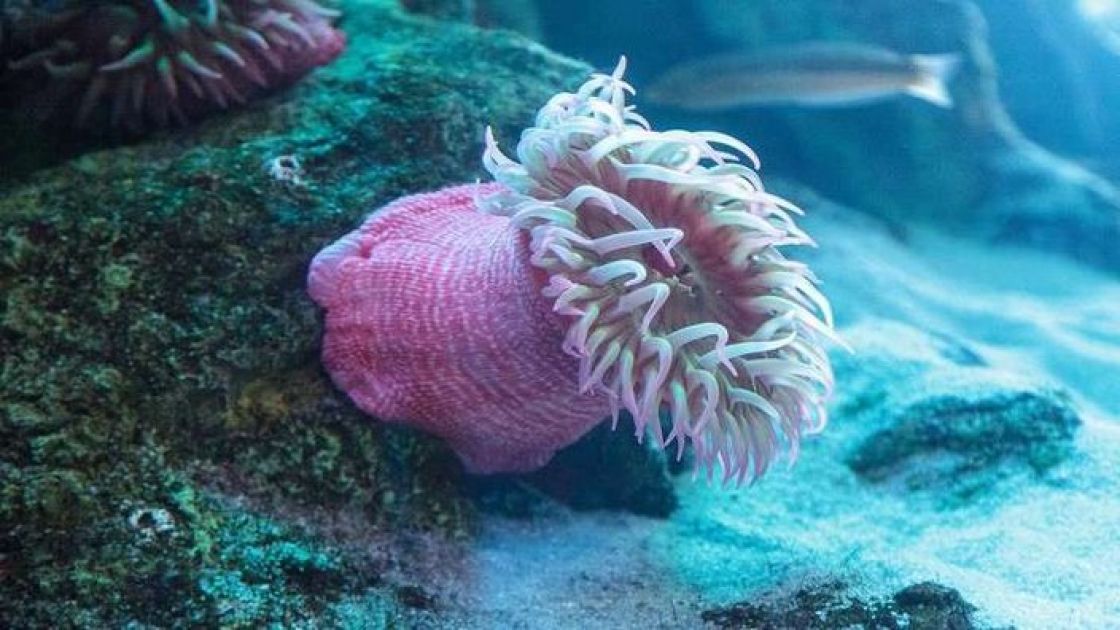 ظهور أولى الكائنات الحية المعقدة في أعماق المحيطات