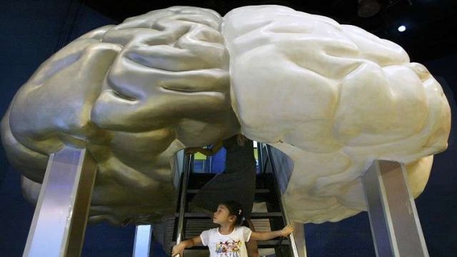 لماذا أدمغة البشر كبيرة؟