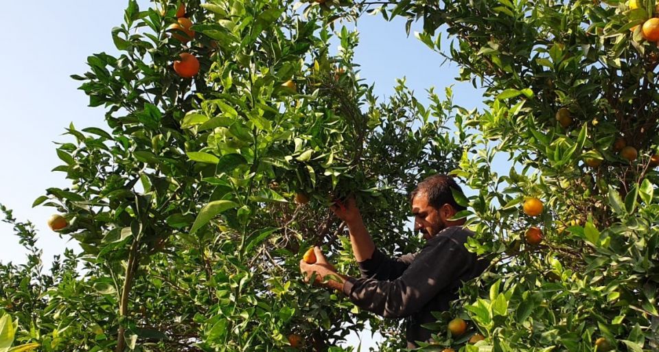 استيراد وتصدير على حساب خسارة المزارع!