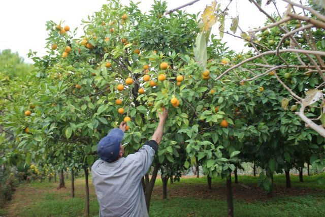 محصول بـ900 مليون دولار: مبدد..
