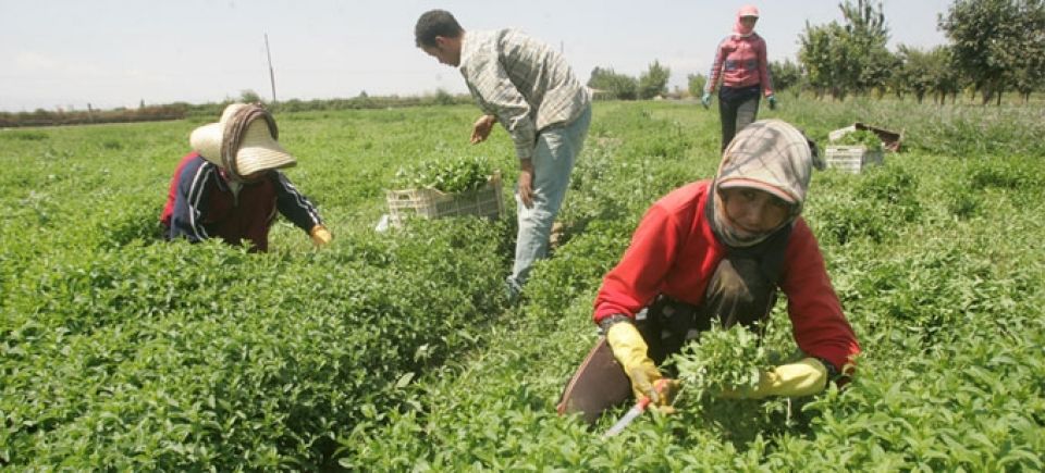 الزراعة.. وأنصاف الحقائق