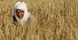 الحسكة  تنتظر إنتاج 500 ألف طن قمح.. في الموسم الحالي!؟