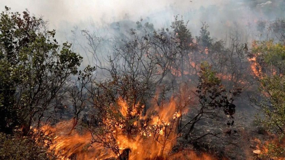 حرائق ريف اللاذقية كارثة بيئية تهدد الغطاء النباتي والاقتصاد الوطني