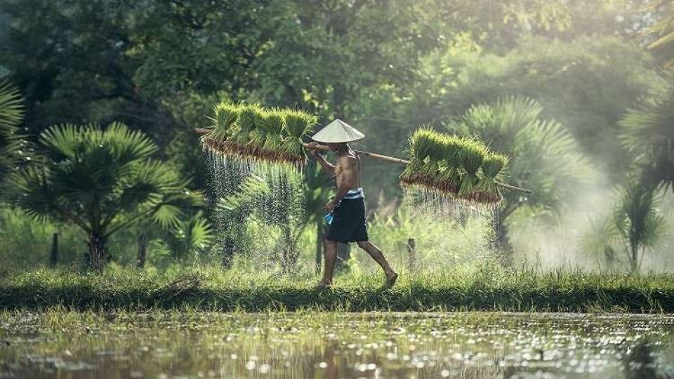 تقرير: البشرية عرفت الزراعة منذ 6 آلاف سنة