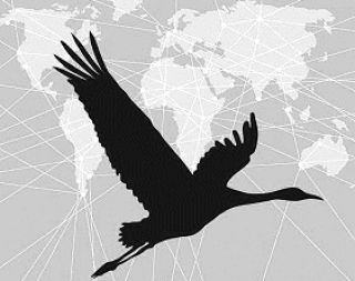 أين تذهب الطيور المهاجرة؟