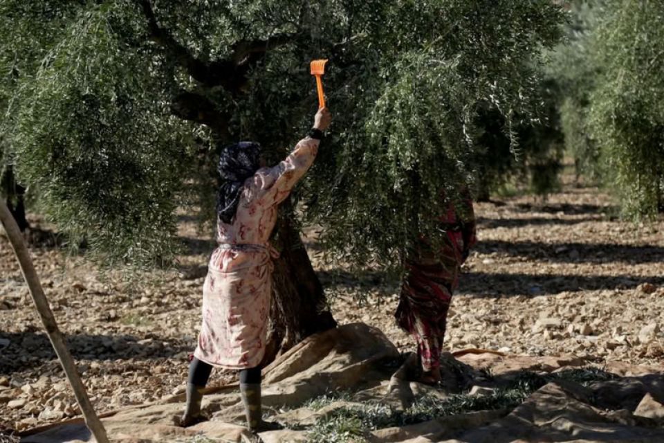 الزيتون... تراجع الإنتاج يضاعف خسارة المزارع وأعباء المستهلك...!