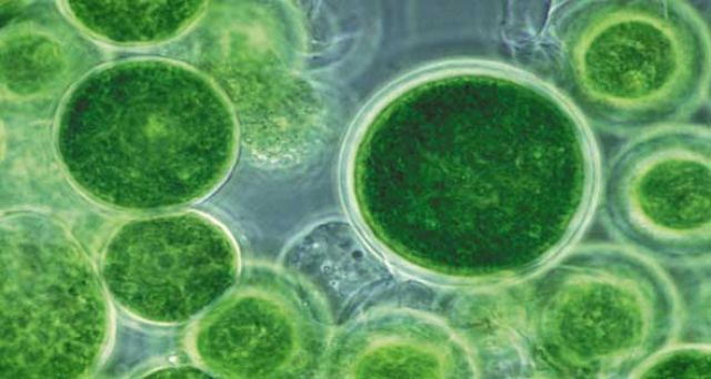 اكتشاف علمي روسي جديد.. "وقود حيوي من الطحالب"!