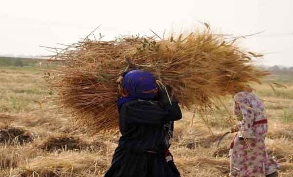 برسم رئيس الحكومة.. وزير الزراعة السابق:  فلاحو كربلاء الحسكة ينتظرون التعويض