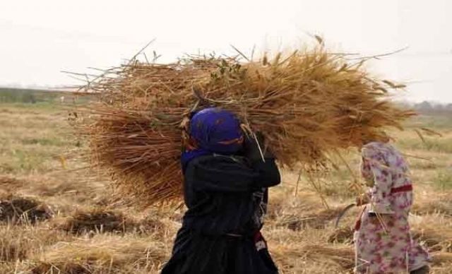 برسم رئيس الحكومة.. وزير الزراعة السابق:  فلاحو كربلاء الحسكة ينتظرون التعويض