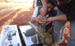 المجموعات المسلحة تنتج يومياً ما بين 70 إلى 80 ألف برميل نفط (الأناضول)