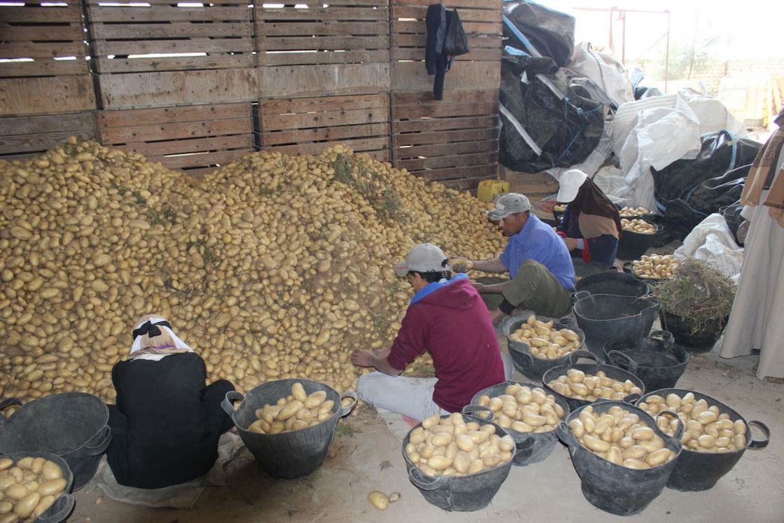 روسيا ترفع جزئياً حظراً على واردات البطاطس القادمة من مصر