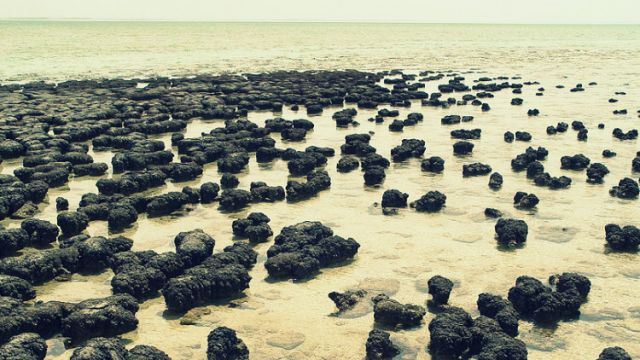 عينات حية من أشكال قديمة للحياة على الأرض