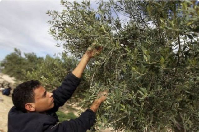 بسيلا الزيتون تغزو إدلب... والفلاح يدفع الثمن