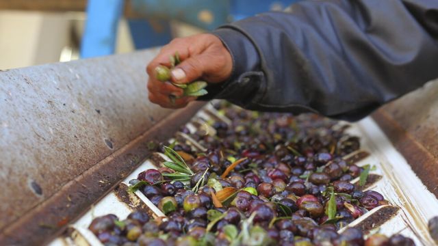زيت الزيتون خارج موائد الفقراء أيضاً