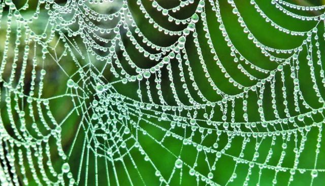 ما سر قوة خيوط العنكبوت؟
