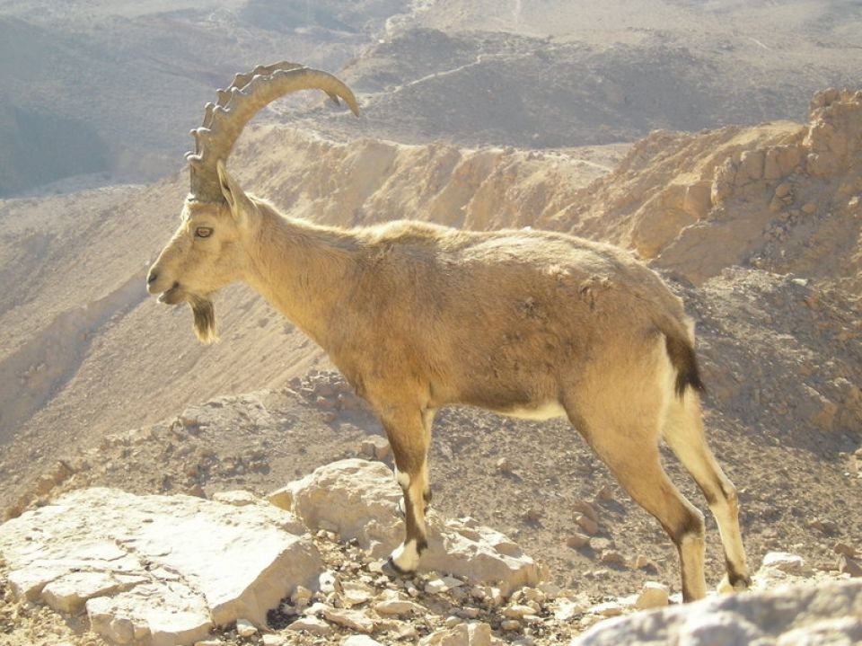 حوض المتوسط  التنوع الحيوي والتغير المناخي