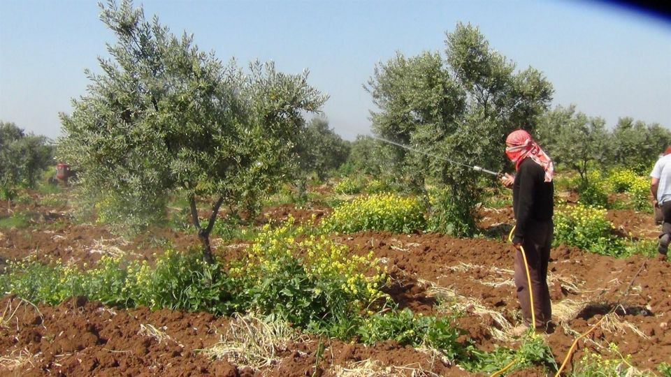 اختبار تأثير المبيدات في خلايا الحشرات في الزجاج