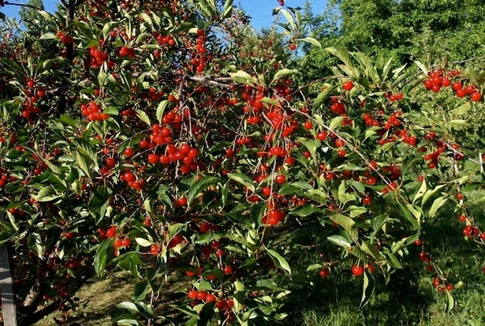 ما أطيبك يا كرز...!!