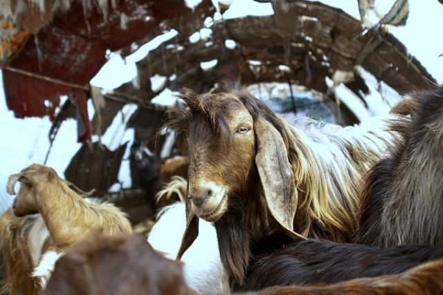 كيف يتبنى المزارعون استثمار المخلفات الزراعية في المنطقة الوسطى؟