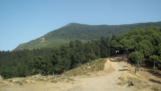 قانون الحراج مجدداً.. السم بالدسم!