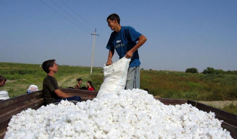 تسعير منتجات القطن..  بين الليرة والدولار