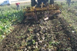 التقويم  الزراعي السوري..!