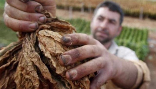 محصول التبغ نحو الإجهاز عليه رسمياً!