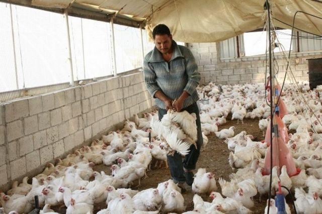 هل ستُنقذ توجهات الحكومة قطاع الدواجن؟
