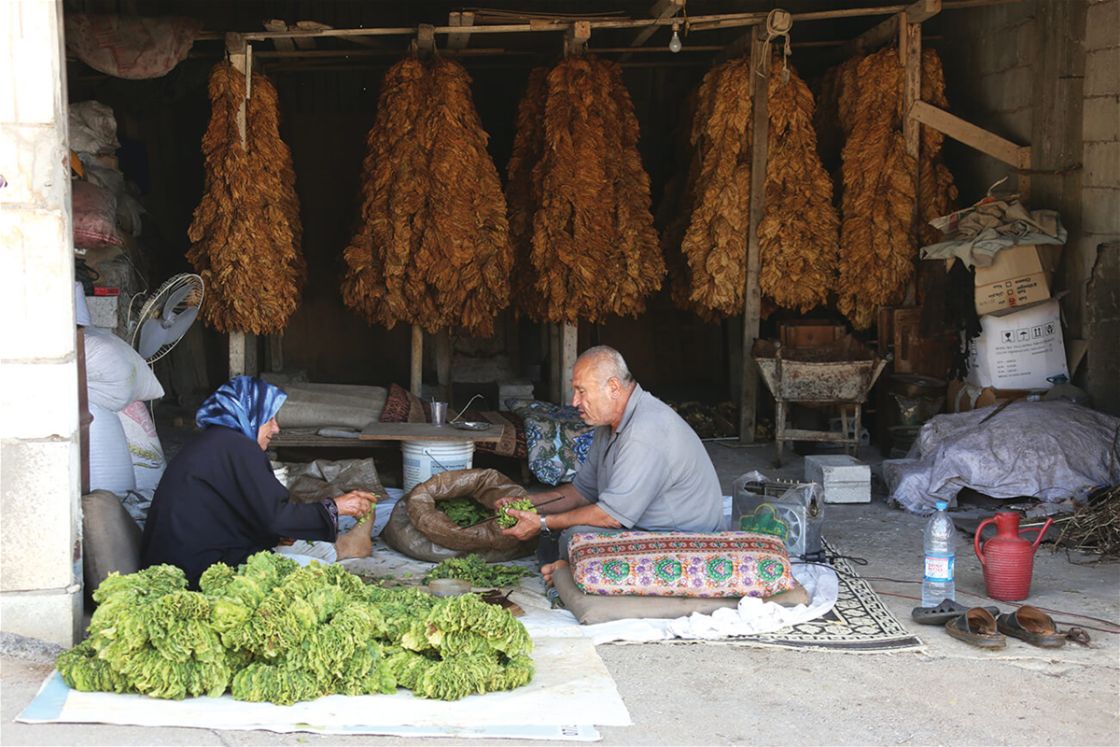 زراعة وصناعة التبغ من الاحتكار إلى الإنهاك وصولاً إلى التفريط!