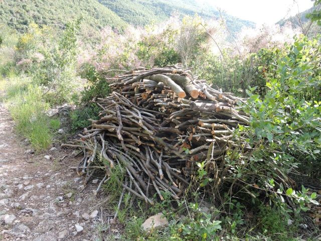 الاحتطاب الجائر كافتعال الحرائق والتفحيم.. لمصلحة الأثرياء فقط!