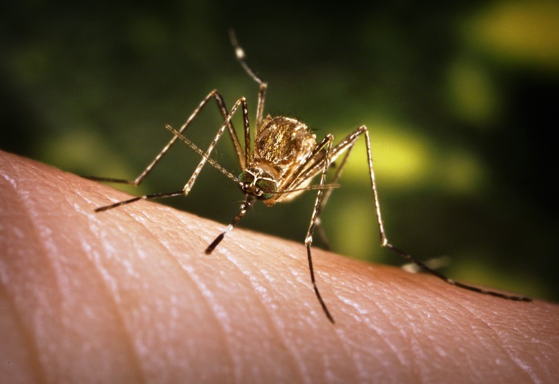 علماء: إنتاج بعوض معدل وراثياً للقضاء على الملاريا