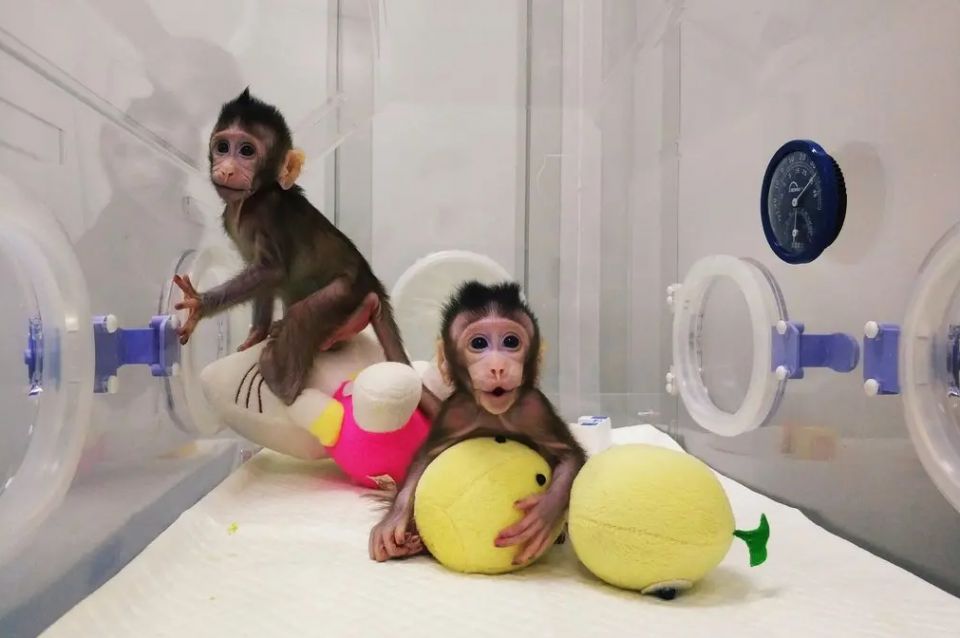 علماء صينيون ينجحون باستنساخ قرد بصحة جيّدة