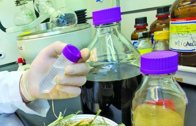 علماء الوراثة يحوّلون الأشجار مصدراً لوقود الـ&laquo;إيثانول&raquo; الحيوي