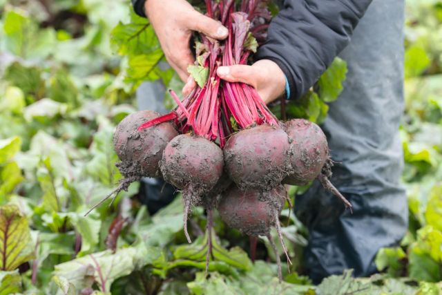 موسم الشوندر السكري بين التخطيط والواقع