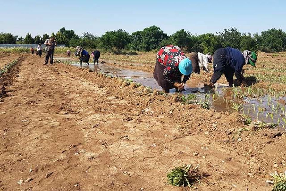 السماد المحلي السوري أغلى من المصري والتركي