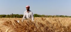 ناقوس خطر عن لسان الاتحاد العام للفلاحين!