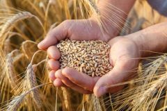 لوغانسك تعرض على سورية تصدير الحبوب