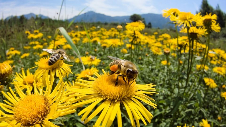 الرأسمالية ومجزرة النحل
