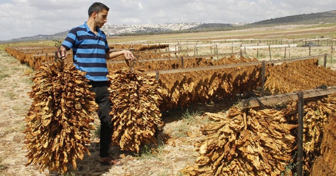 التوجه باستبدال زراعة التبغ وآثاره السلبية