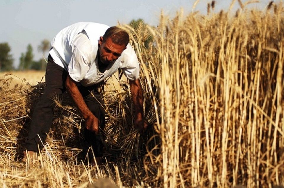حماد السعود: حذار من السياسات الحكومية التي ستقضي على الزراعة!!