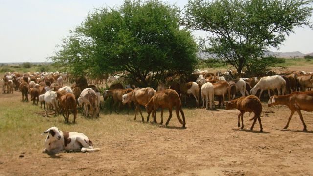 برسم وزارة الزراعة: ثروة البوكمال الحيوانية.. في خطر