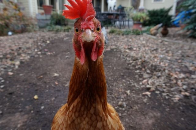 محفزات النمو الطبيعية واستخدامها في تغذية الفروج